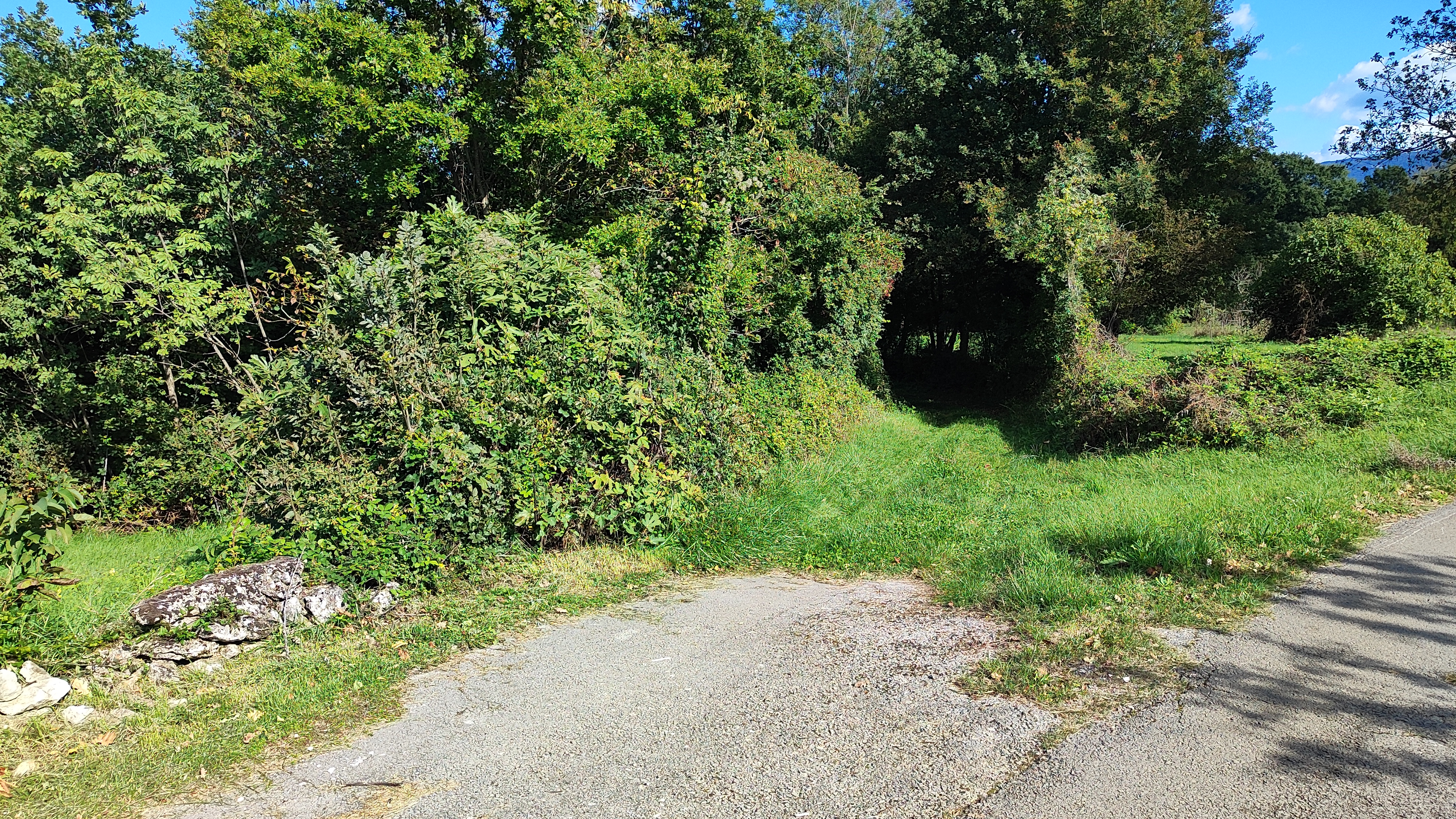 Access road through dense greenery