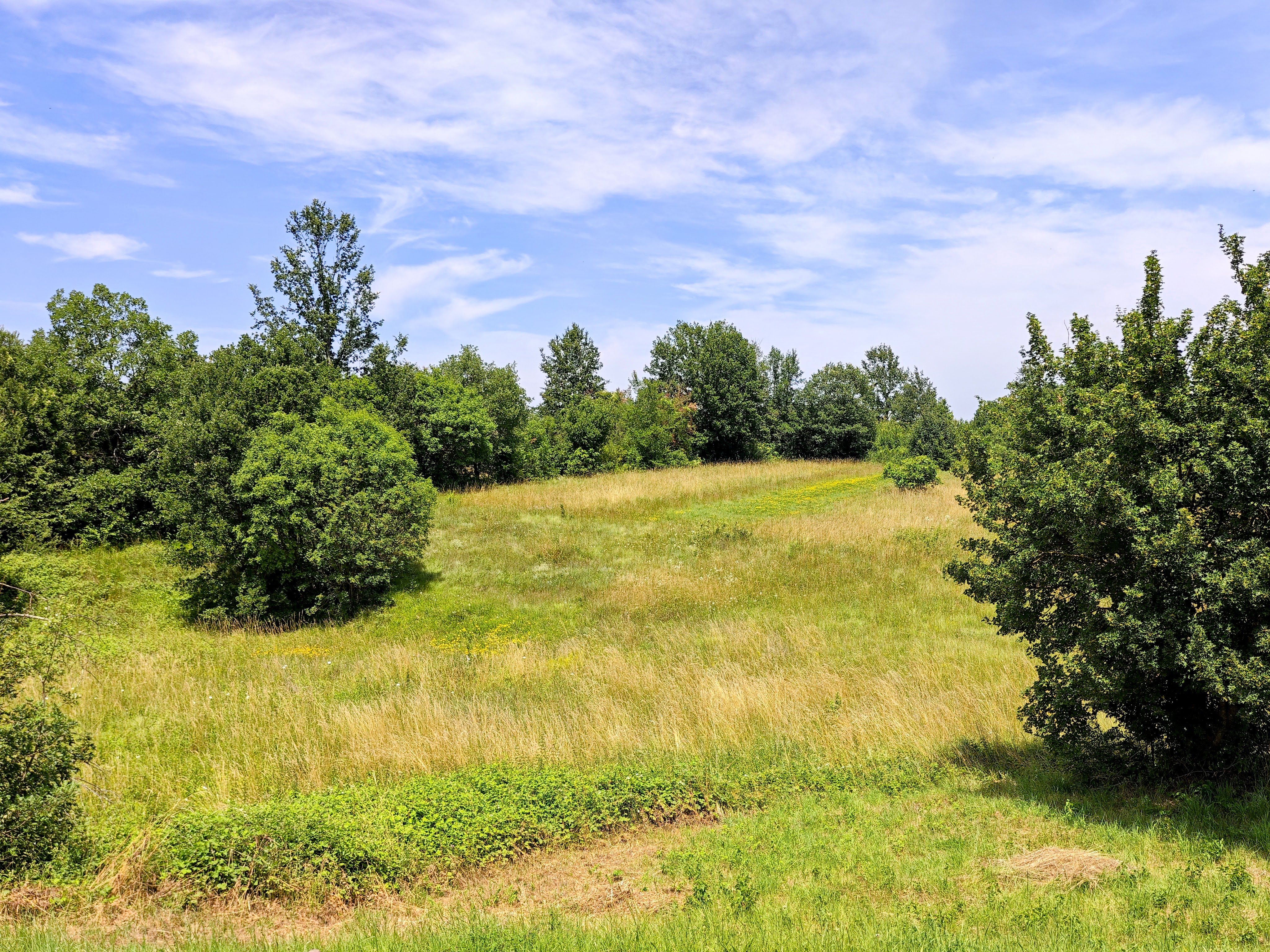 Rolling hills and wildflower meadow